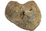 Dinosaur Calcaneum (Heel Bone) - Montana #326420-1